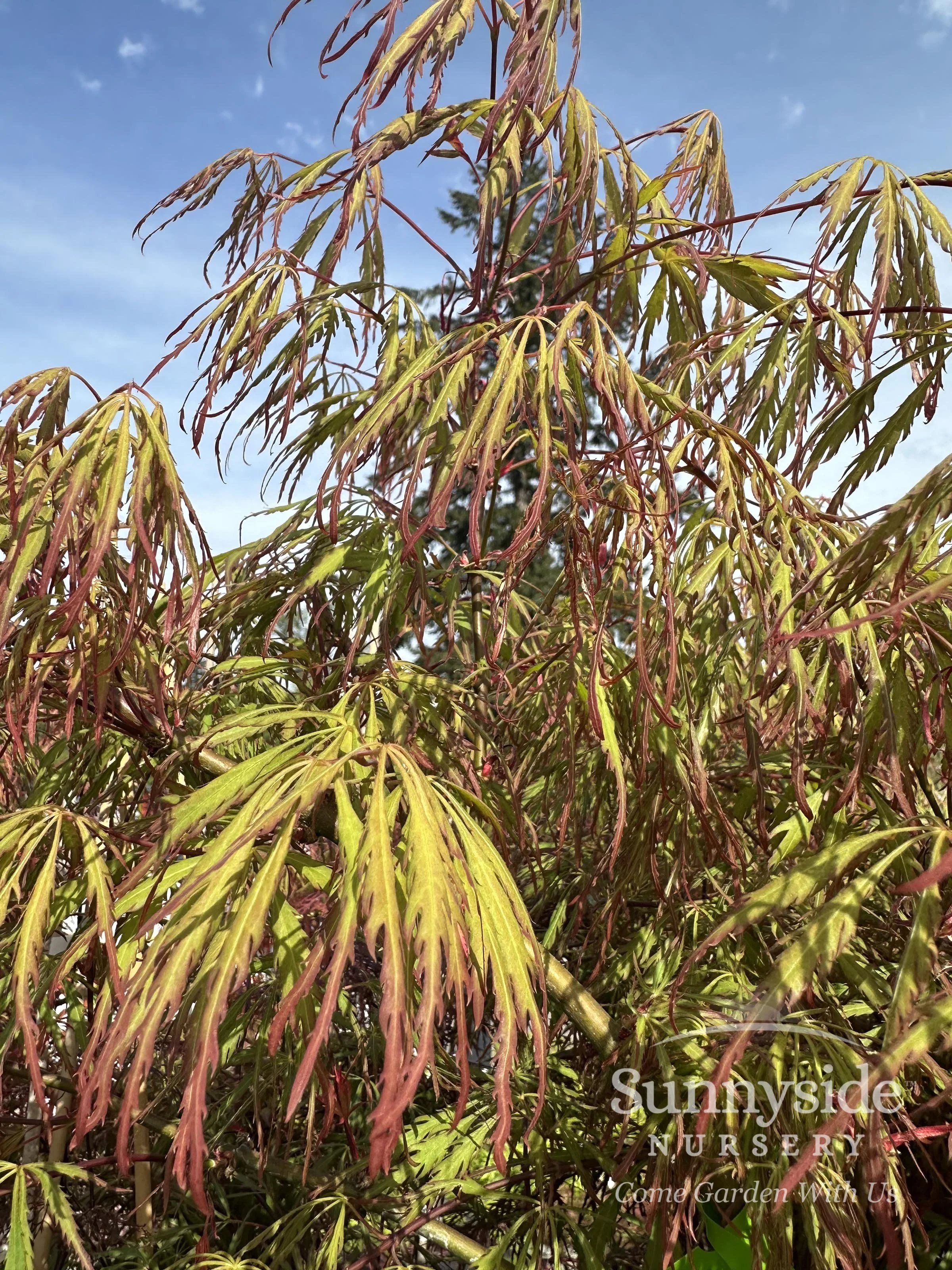 Lace-Leaf Japanese Maples — Sunnyside Nursery